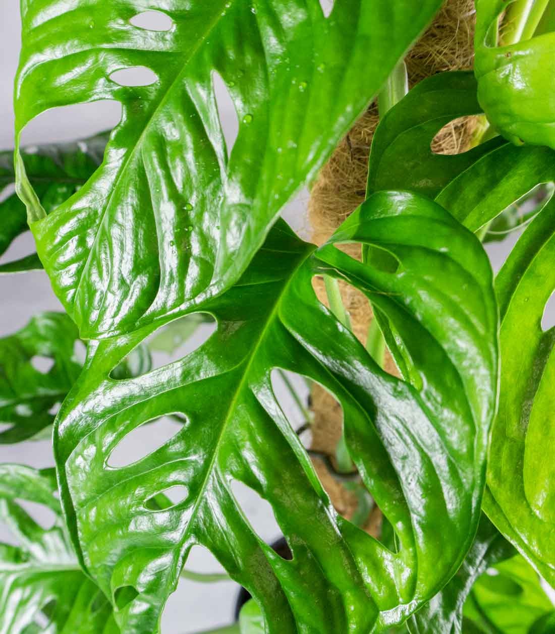 Filodendro Monstera Adansonii Palo