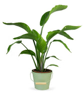 Strelitzia
