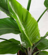 Strelitzia