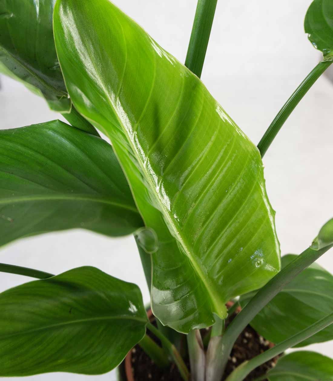 Strelitzia