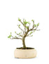 Gelso bonsai 7 anni