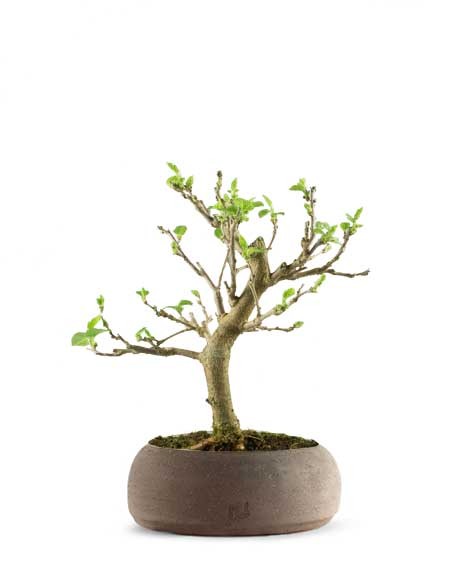 Gelso bonsai 7 anni
