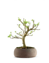 Gelso bonsai 7 anni