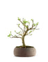 Gelso bonsai 7 anni