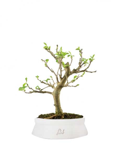 Gelso bonsai 7 anni