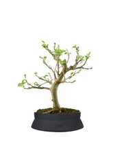Gelso bonsai 7 anni