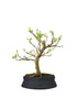 Gelso bonsai 7 anni