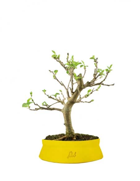 Gelso bonsai 7 anni