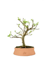 Gelso bonsai 7 anni