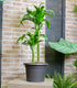 Dracena 