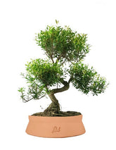 Mirto cinese Impalcato XL