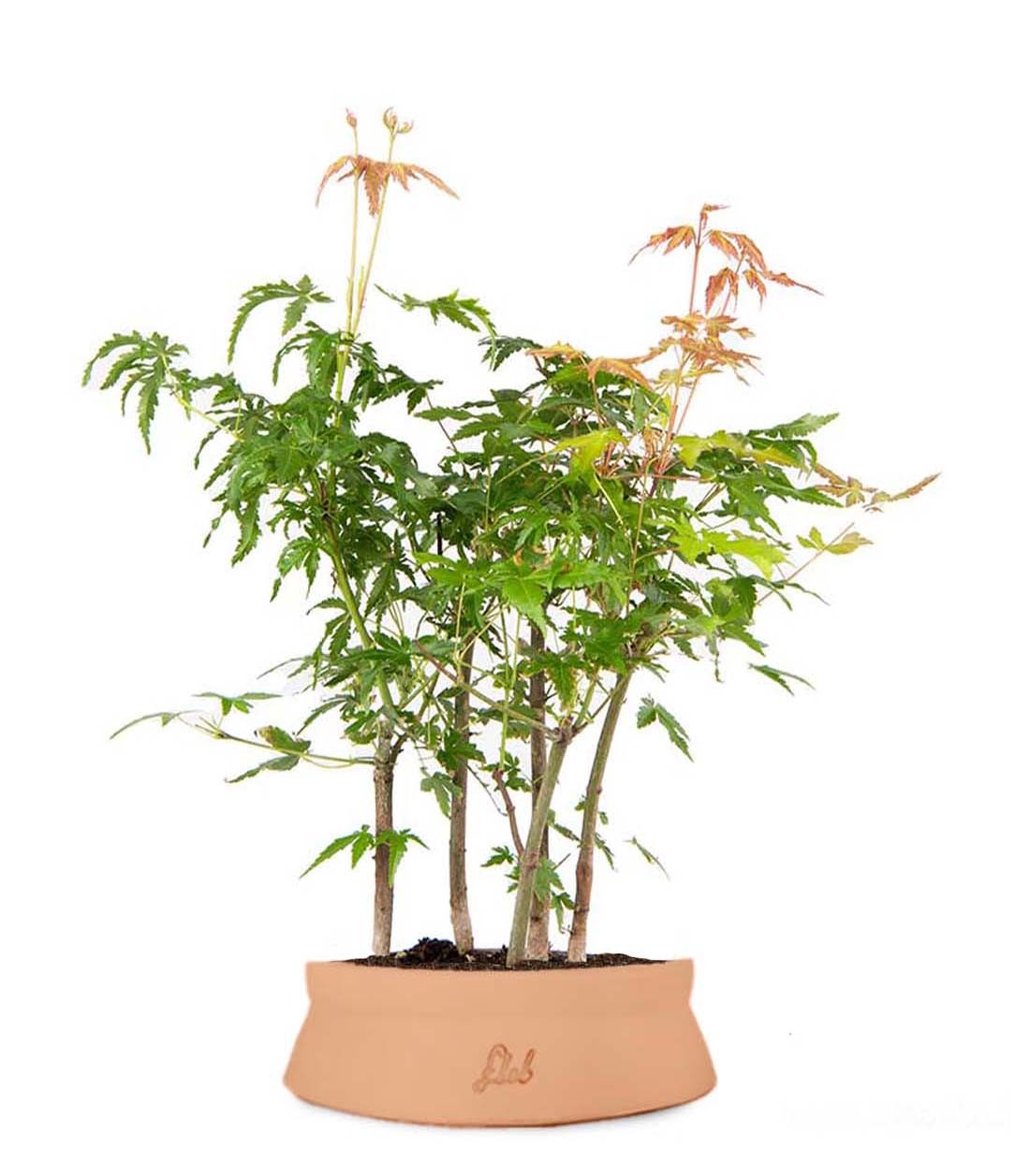 Bonsai acero boschetto