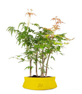 Bonsai acero boschetto