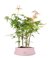 Bonsai acero boschetto