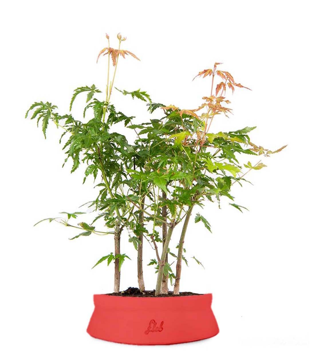 Bonsai acero boschetto
