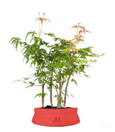 Bonsai acero boschetto