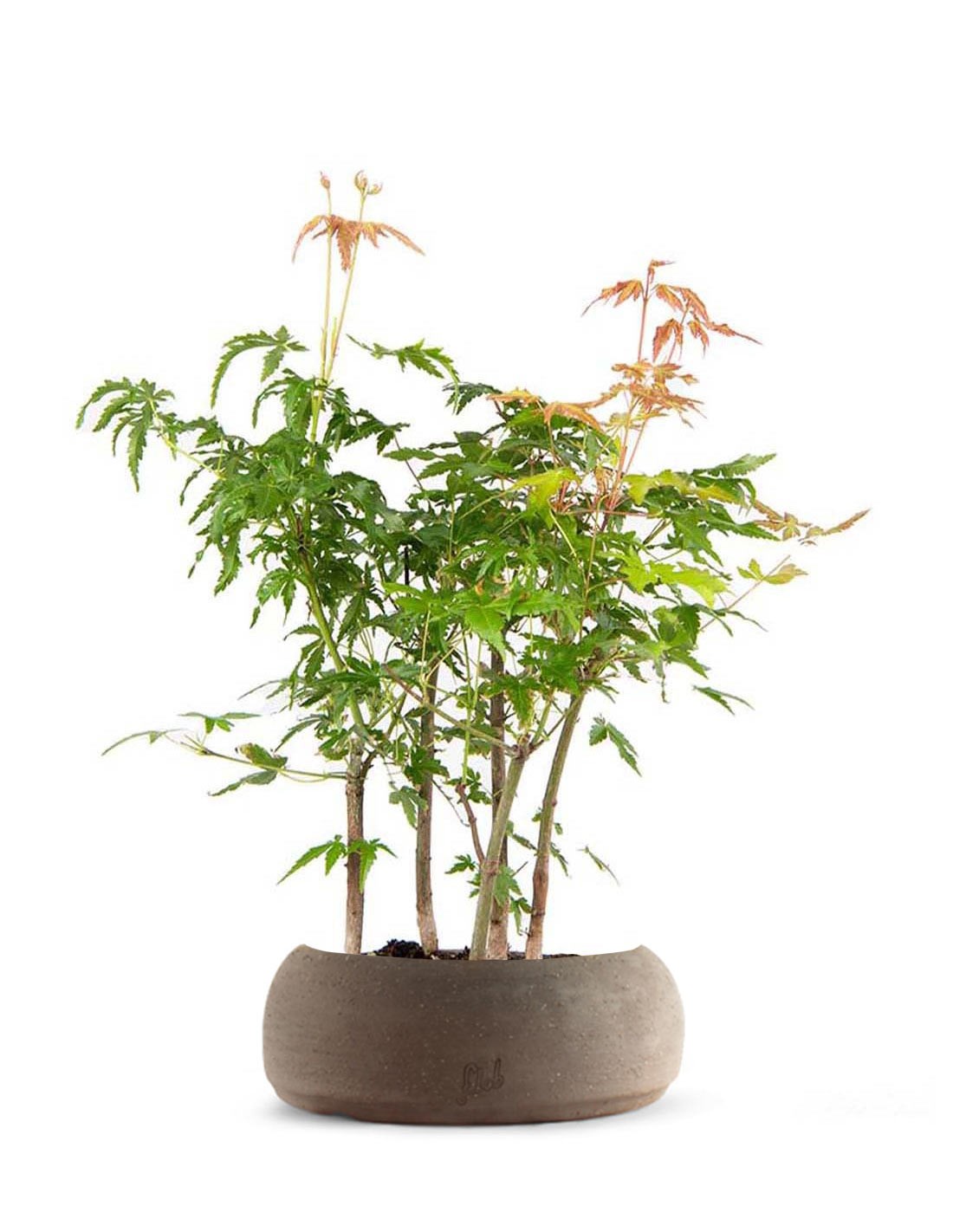Bonsai acero boschetto