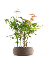 Bonsai acero boschetto