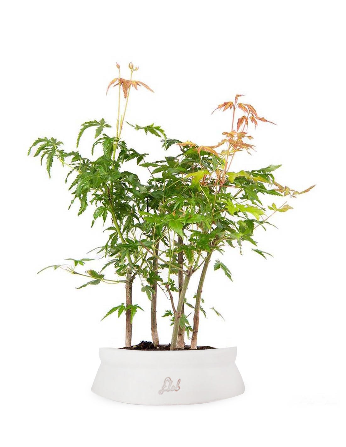 Bonsai acero boschetto