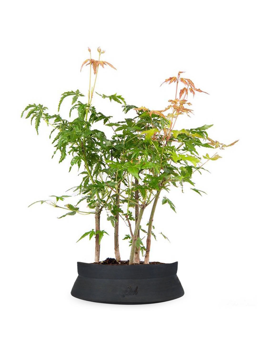 Bonsai acero boschetto