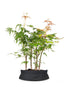Bonsai acero boschetto