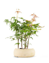 Bonsai acero boschetto