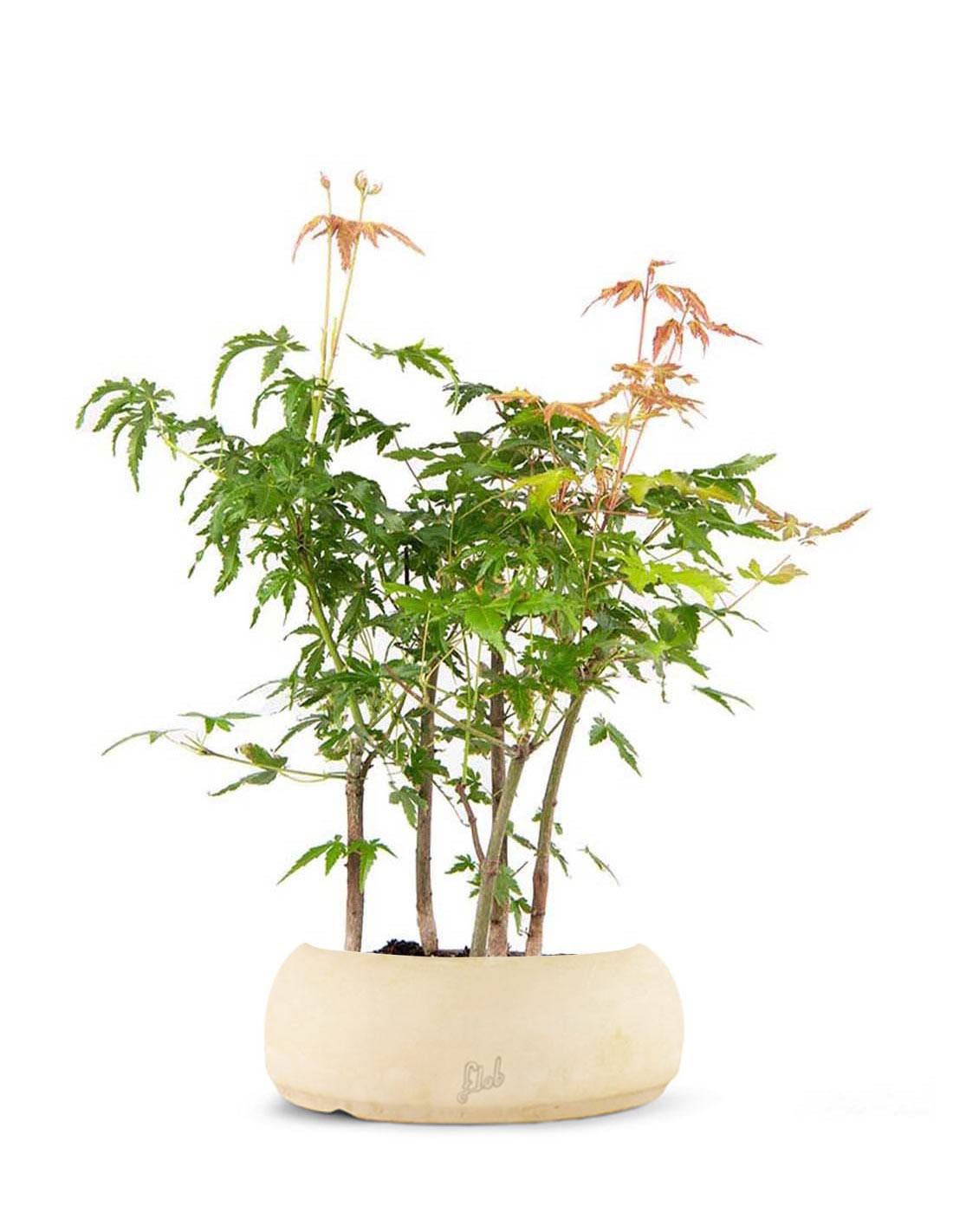Bonsai acero boschetto