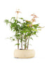 Bonsai acero boschetto