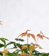 Bonsai acero boschetto