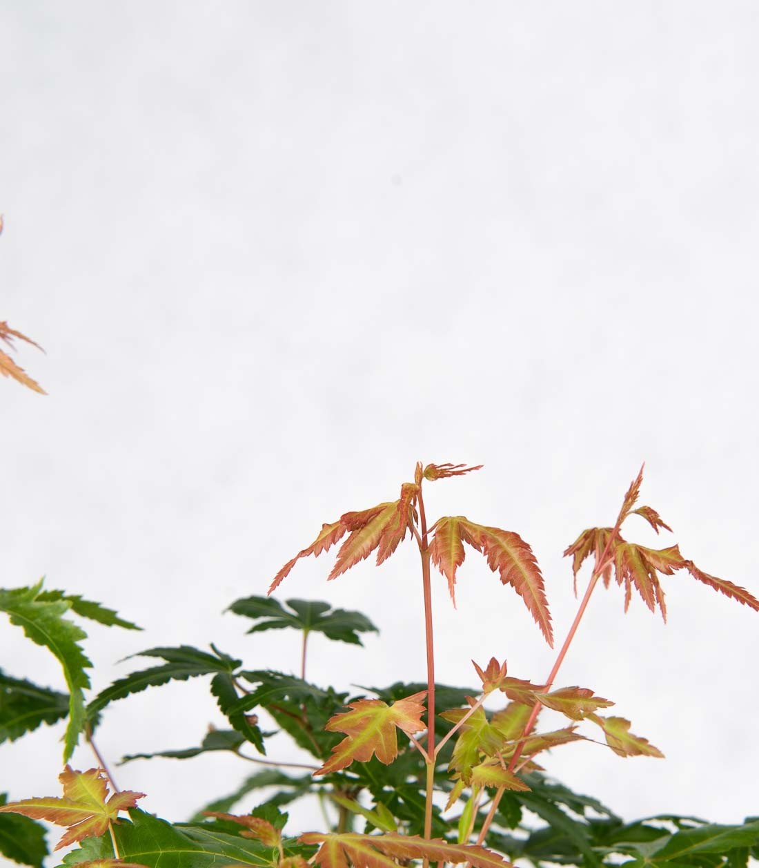 Bonsai acero boschetto
