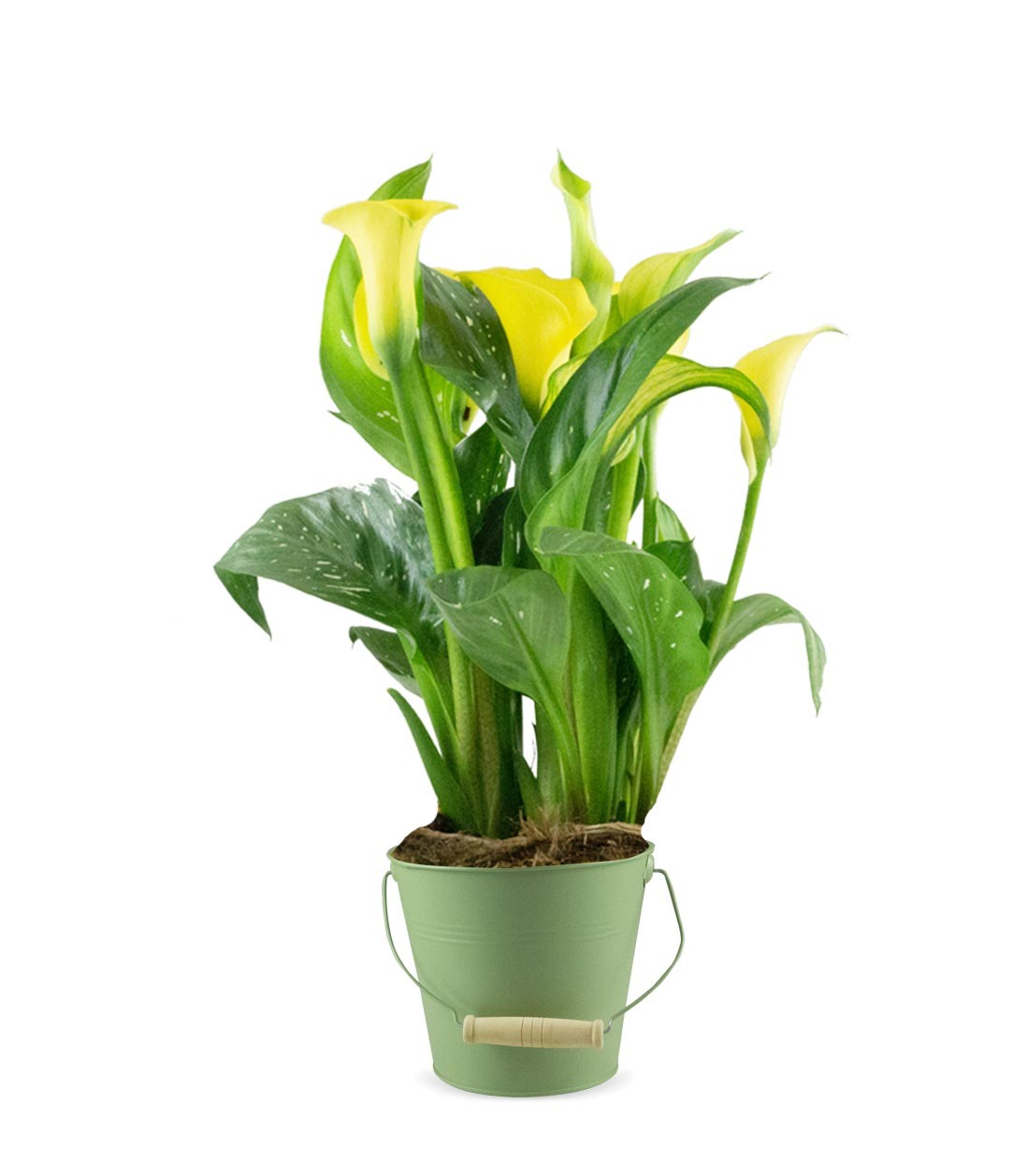 Calla 