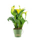 Calla 