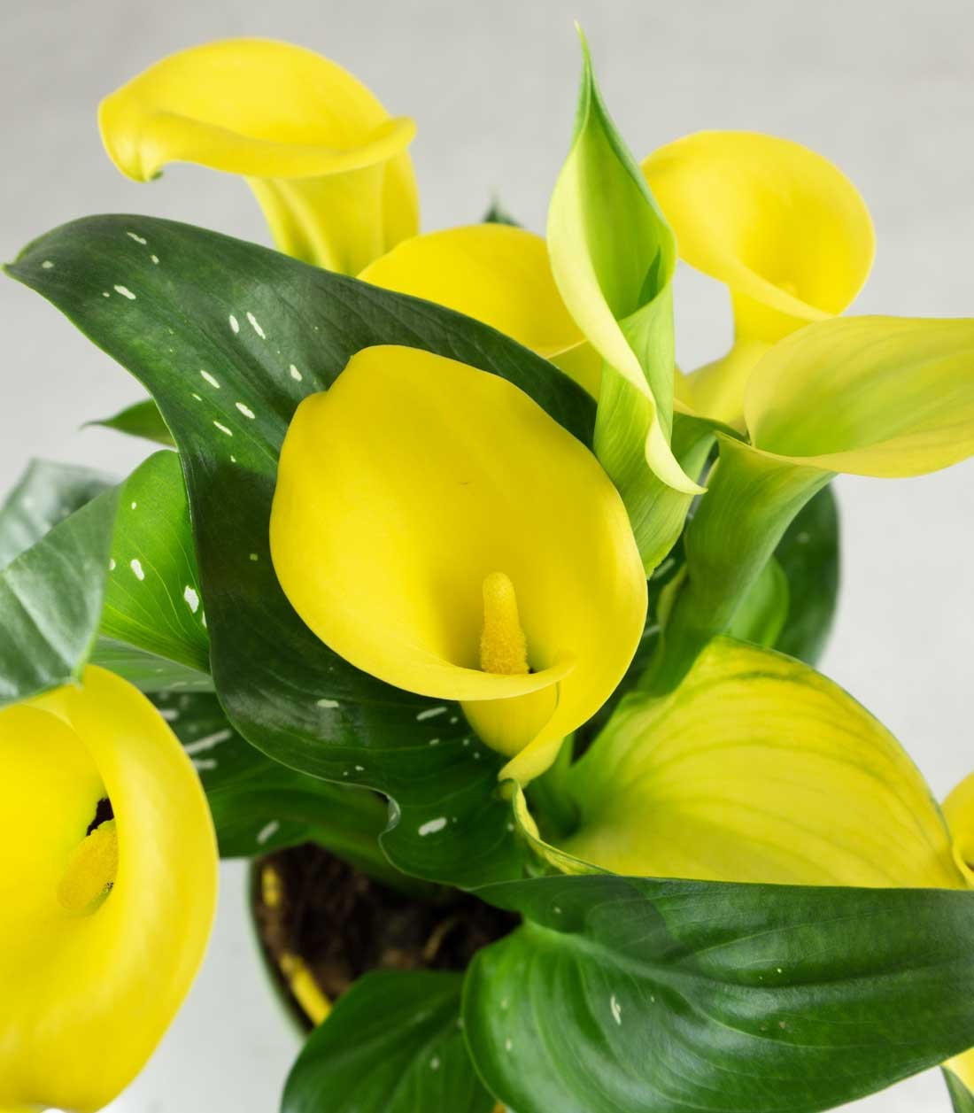 Calla 