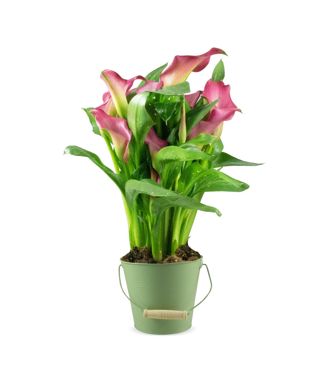 Calla 