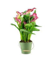 Calla 