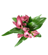 Calla 