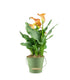 Calla 