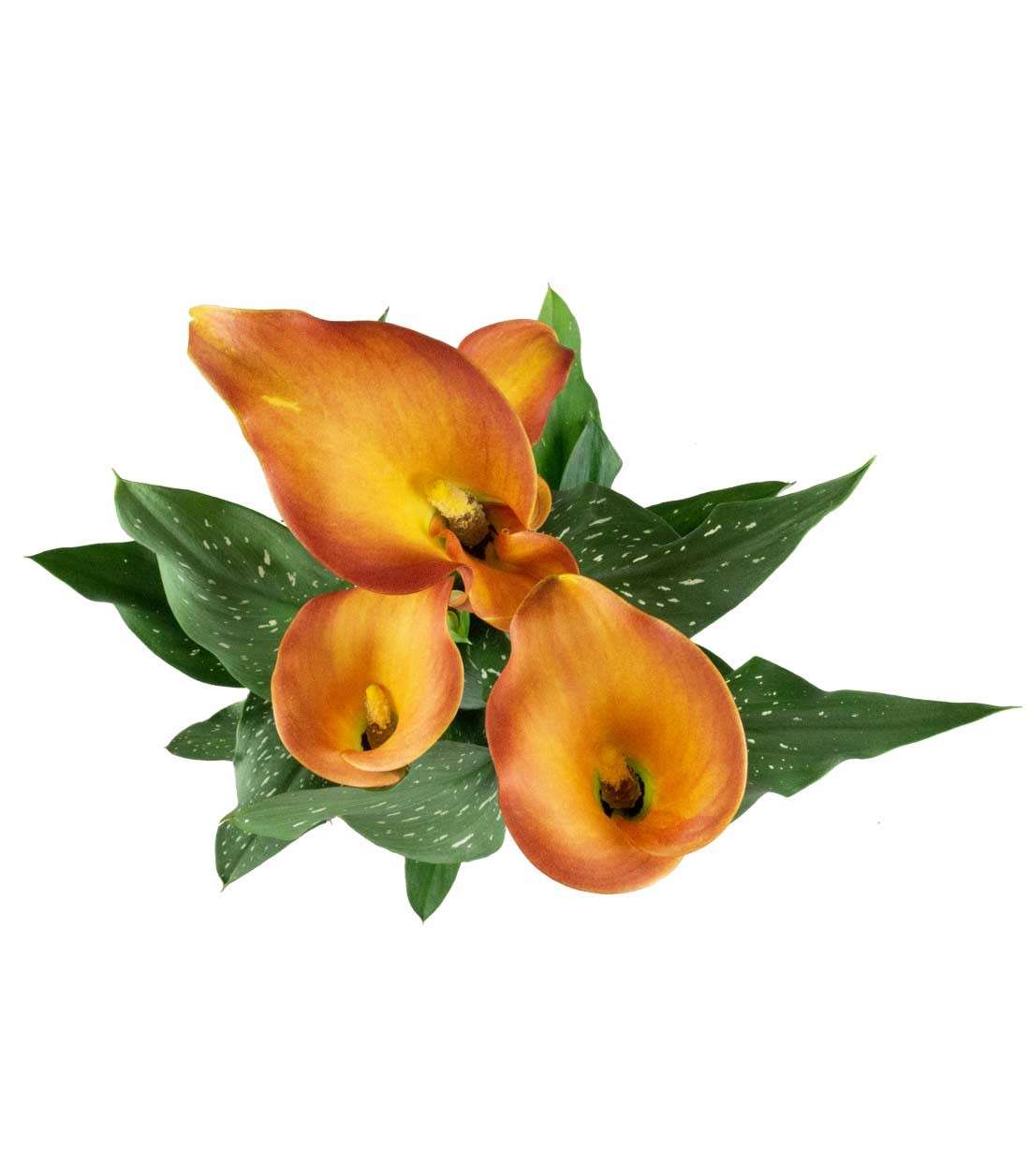 Calla 