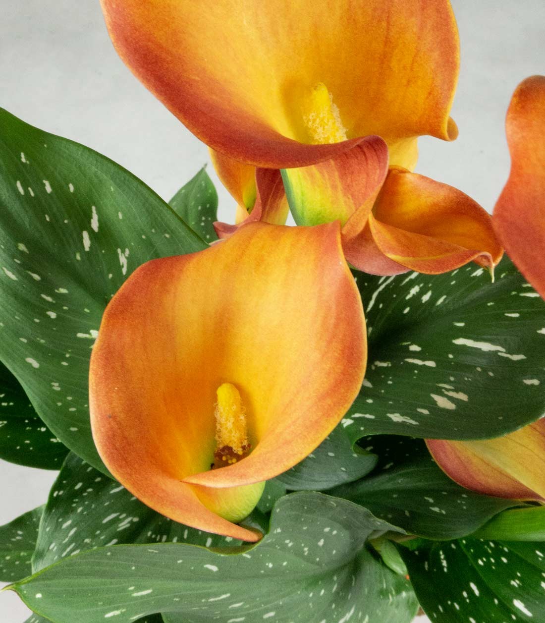 Calla 