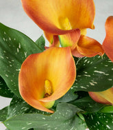Calla 