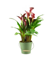 Calla 