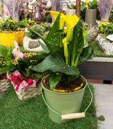 Calla 