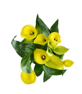 Calla 