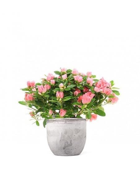 Azalea