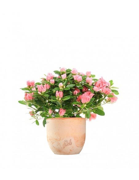 Azalea