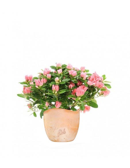Azalea