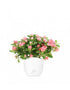 Azalea