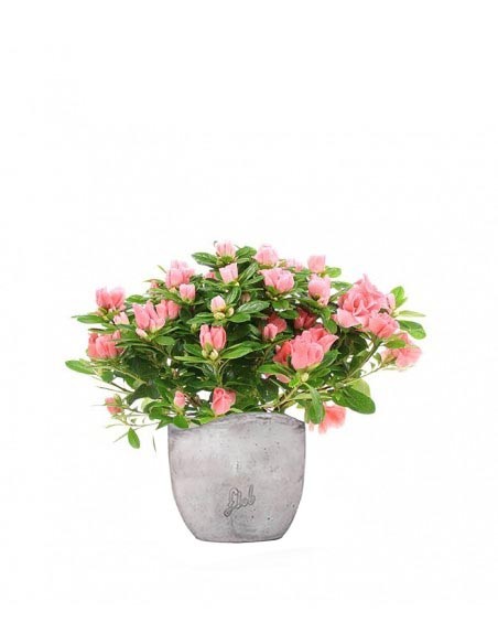 Azalea