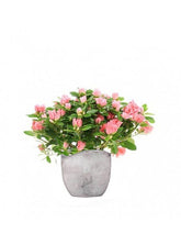 Azalea