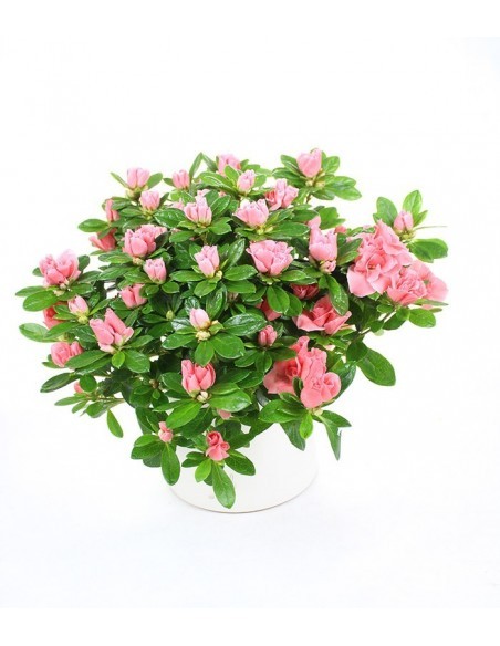 Azalea